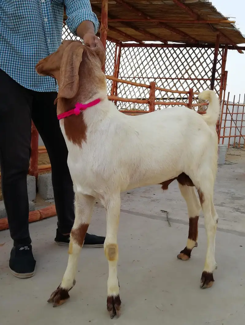 M&S Livestock | Bakra| Goat Farm | Kheera | Goat | Qurbani 2027 | بکرا — photo 9