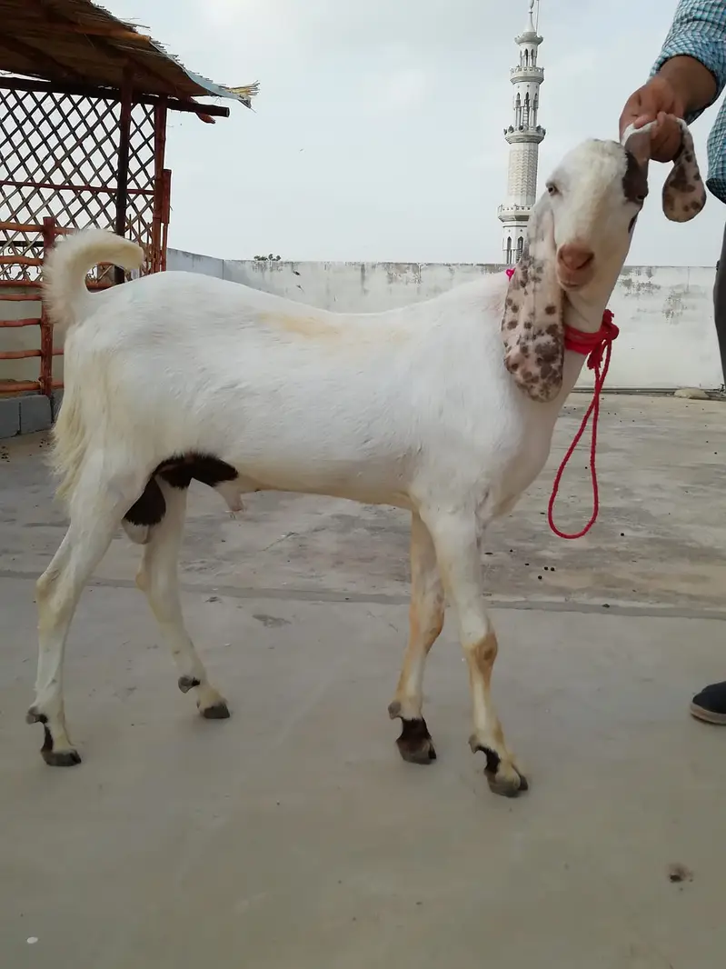 M&S Livestock | Bakra| Goat Farm | Kheera | Goat | Qurbani 2027 | بکرا — photo 11