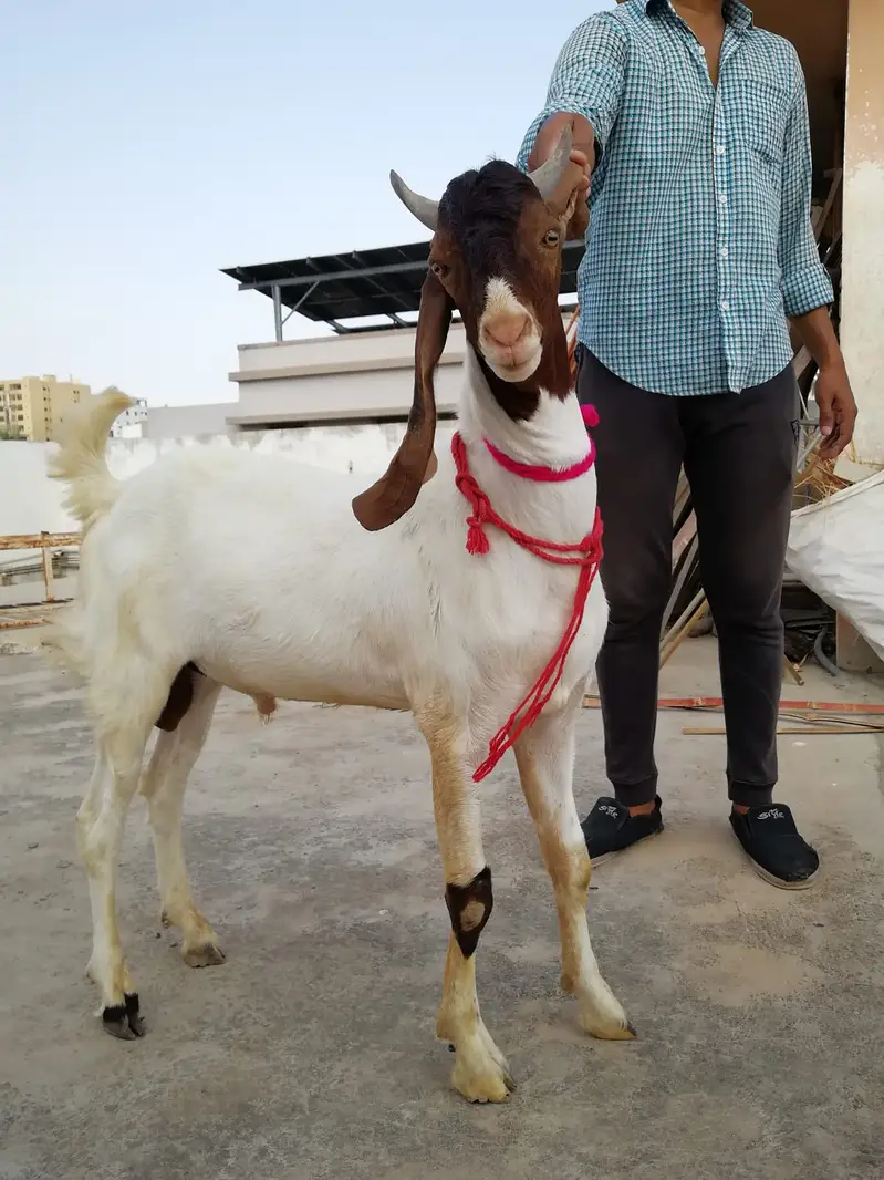 M&S Livestock | Bakra| Goat Farm | Kheera | Goat | Qurbani 2027 | بکرا — photo 12