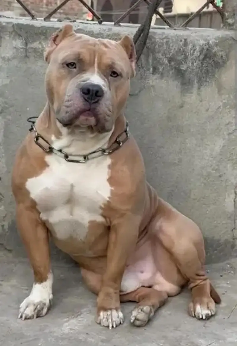 American Pitbull Terrier , Very Healthy and Active