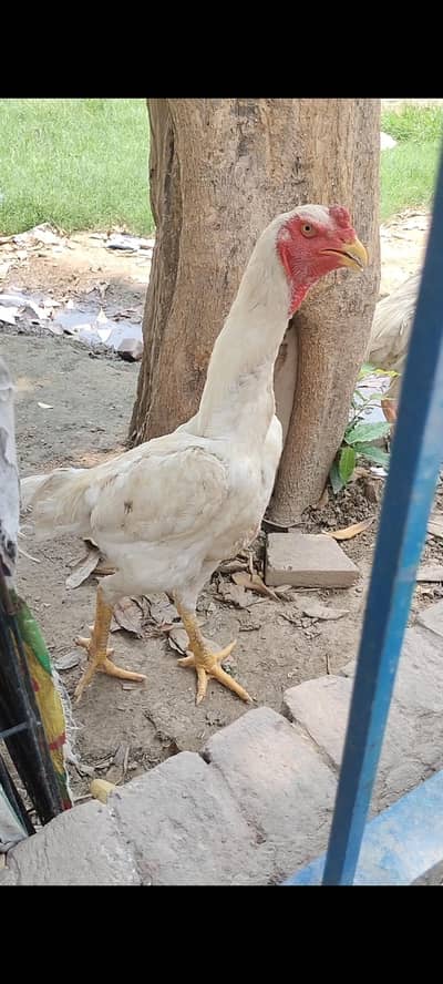 aseel shamo/ jarman shamo/ king shamo/ o shamo