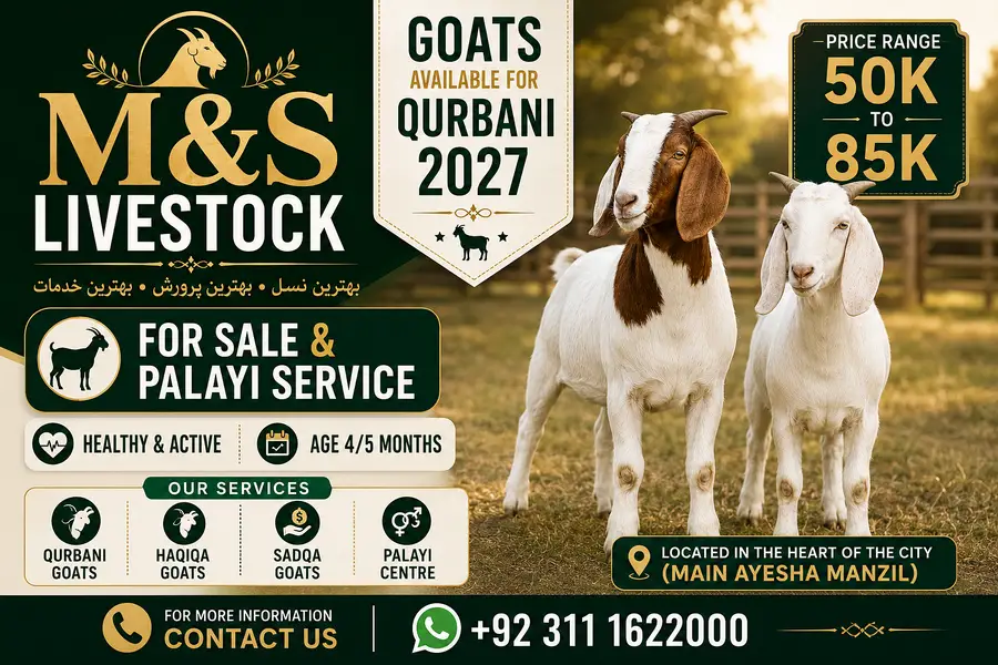 M&S Livestock | Bakra| Goat Farm | Kheera | Goat | Qurbani 2027 | بکرا — photo 2