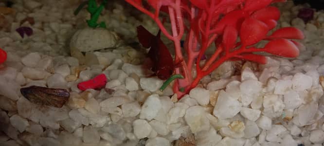 female radish colour