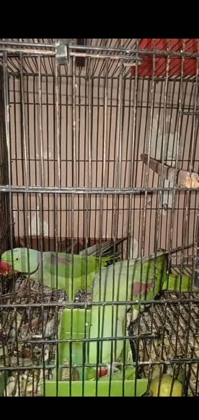 Raw breader pair for sale Wtp 03450416802