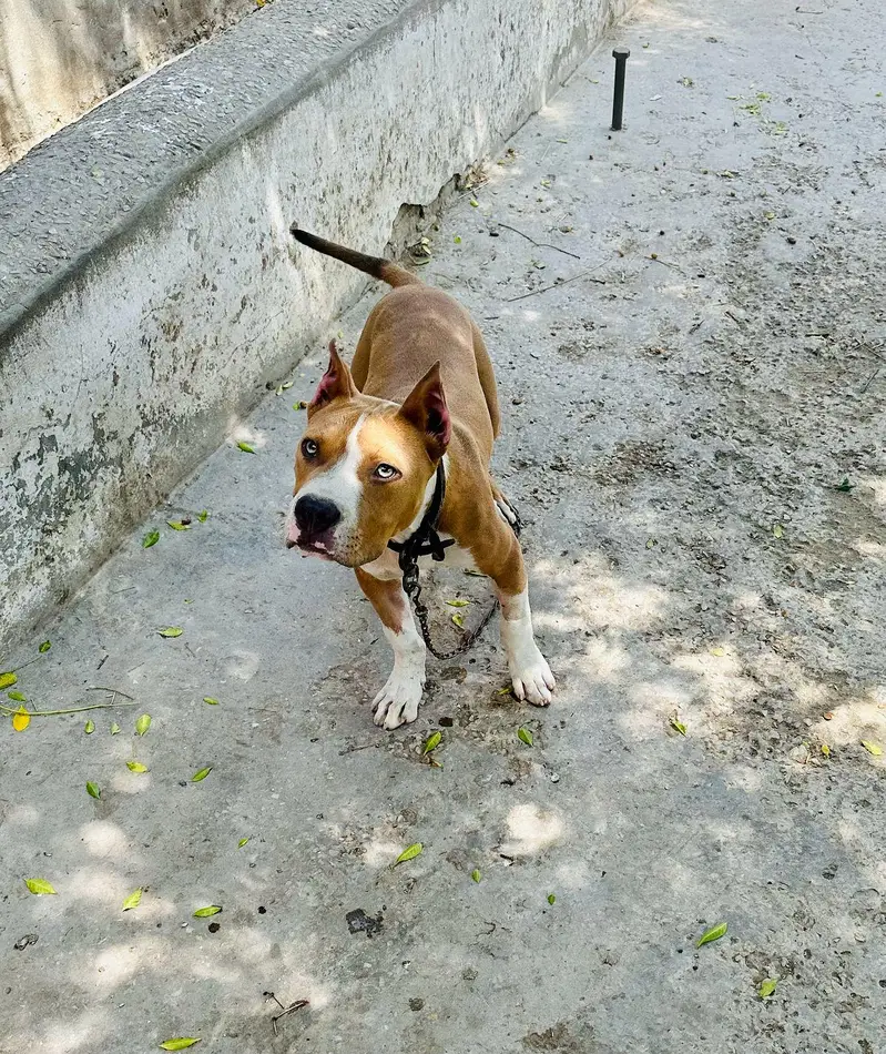 American Pitbull Terrier , Very Healthy and Active — photo 2