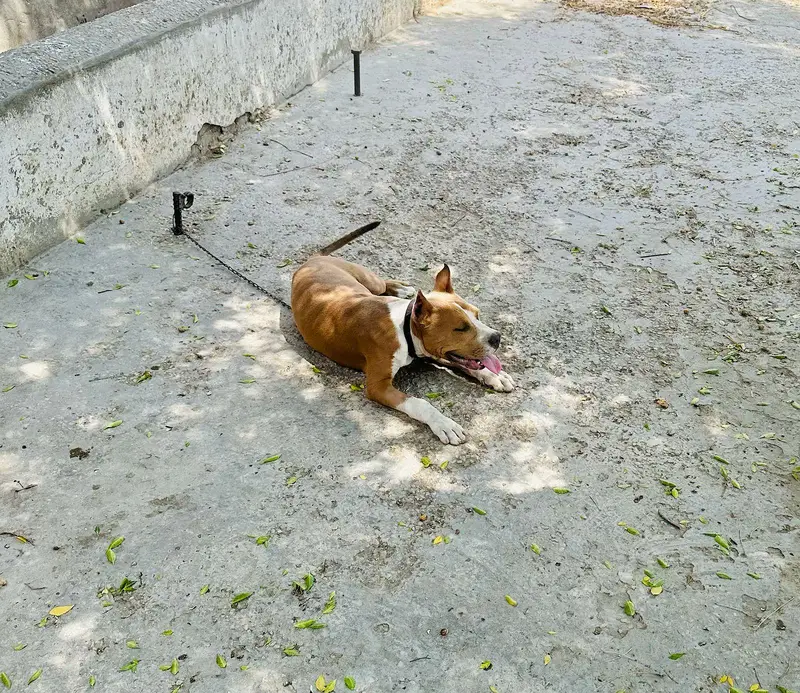 American Pitbull Terrier , Very Healthy and Active — photo 3