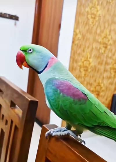 Kashmiri raw parrot for sale and time vice train vaccine mukammal