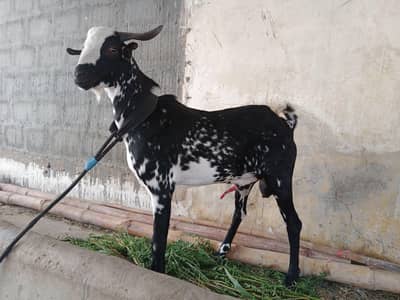 pure Ando  teddy goat for sale urgent