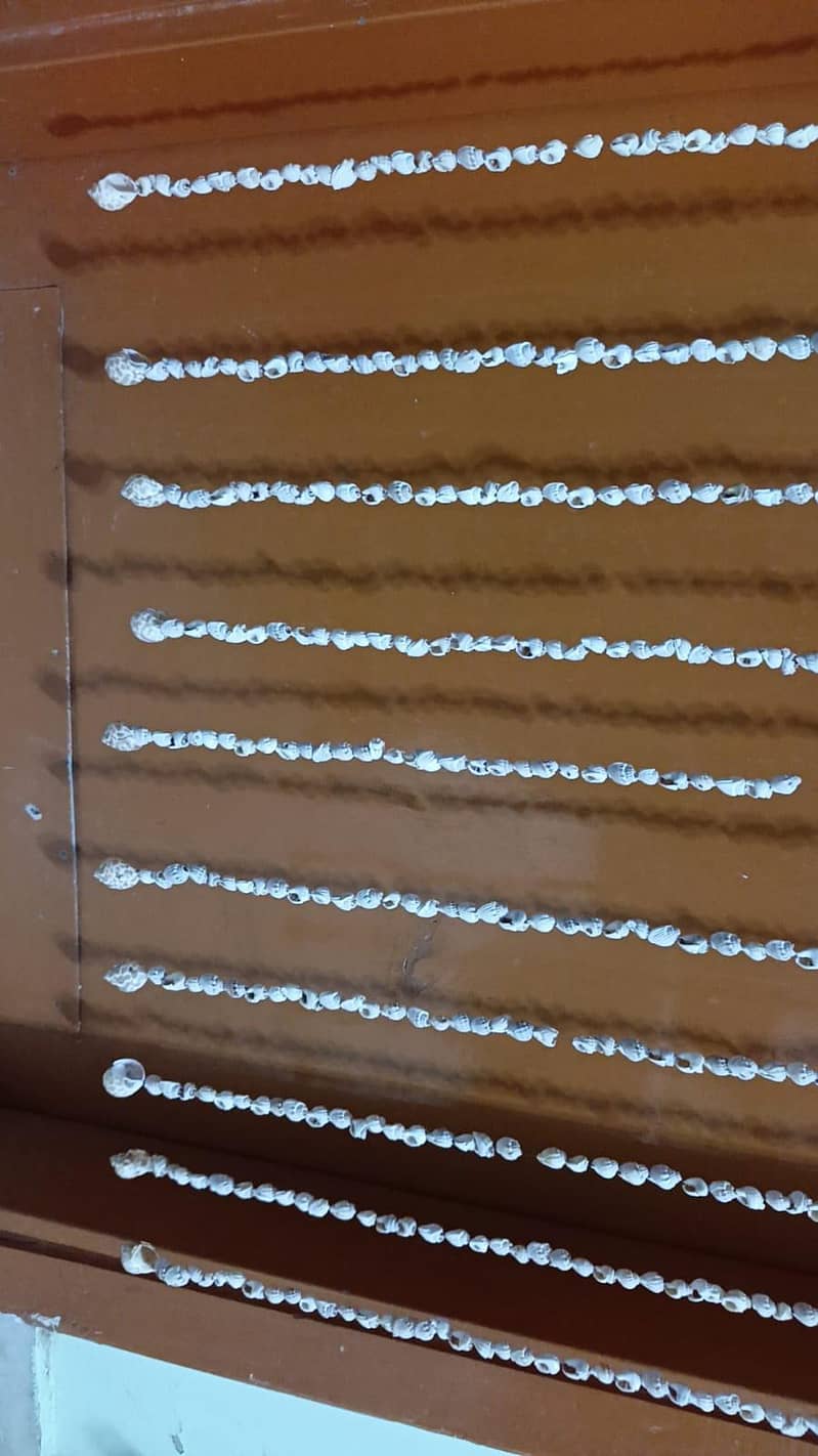 Sea shells decorations 1