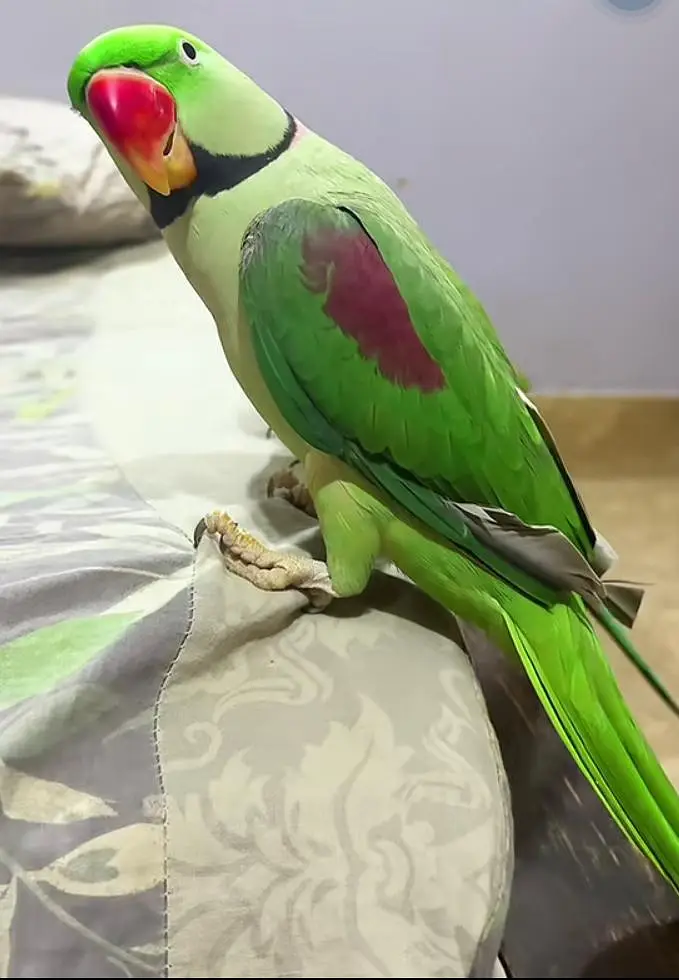 Kashmiri raw parrot for sale and time vice train vaccine mukammal