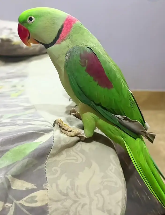 Kashmiri raw parrot for sale and time vice train vaccine mukammal — photo 2