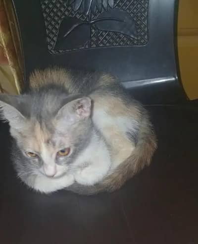 Beautiful Healthy Cat