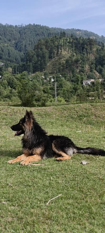 long coat german shepherd