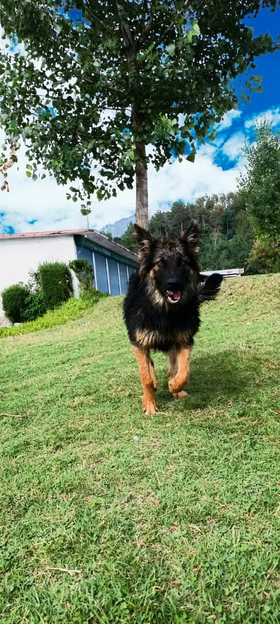 long coat german shepherd — photo 2