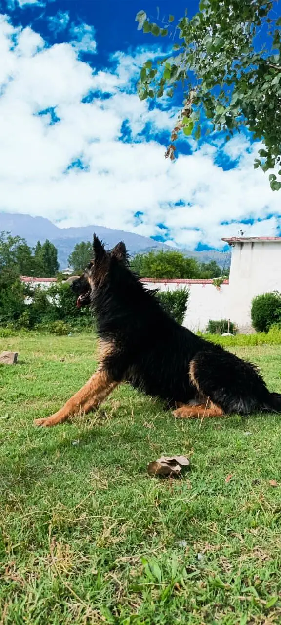 long coat german shepherd — photo 3