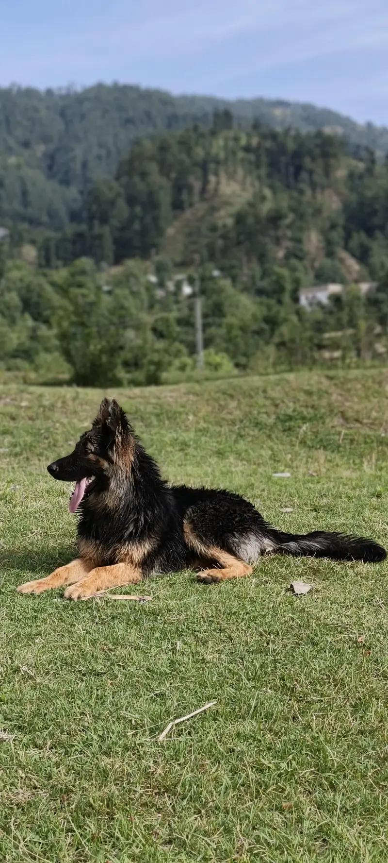 long coat german shepherd — photo 4