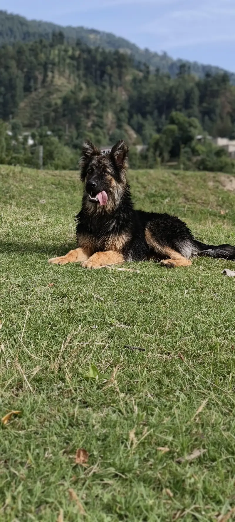 long coat german shepherd — photo 5