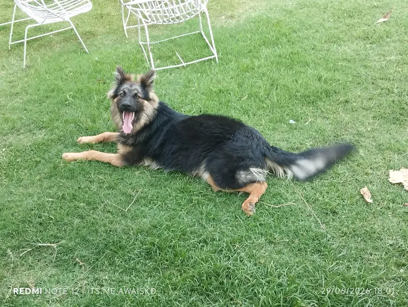 long coat german shepherd — photo 6
