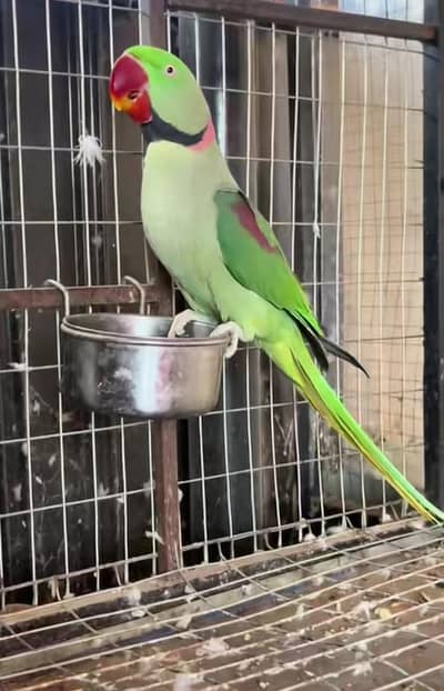 Kashmiri raw parrot for sale and time vice train vaccine mukammal