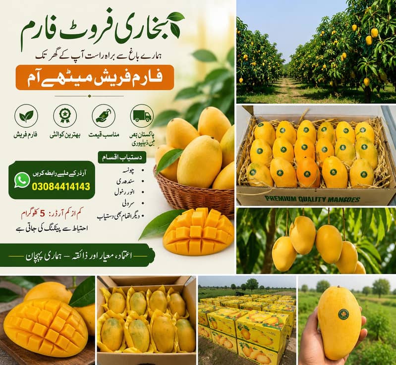 چونسہ آم ڈائریکٹ فارم سے | فریش، میٹھے اور بہترین کوالٹی 1