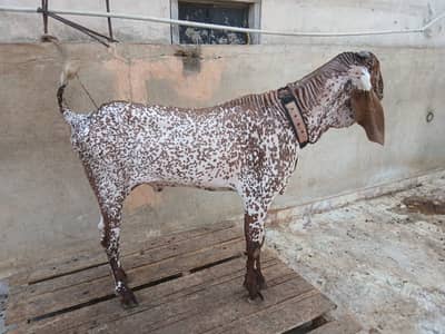 Makkhi cheena bakra