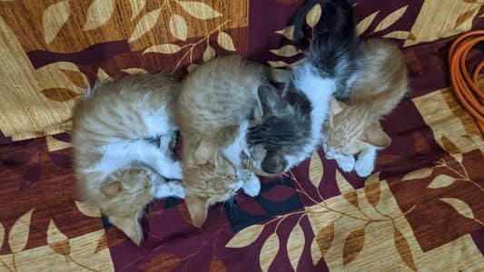 Kittens available