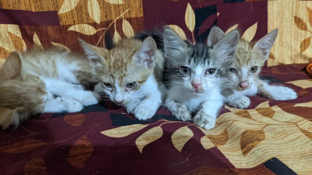 Kittens available 1