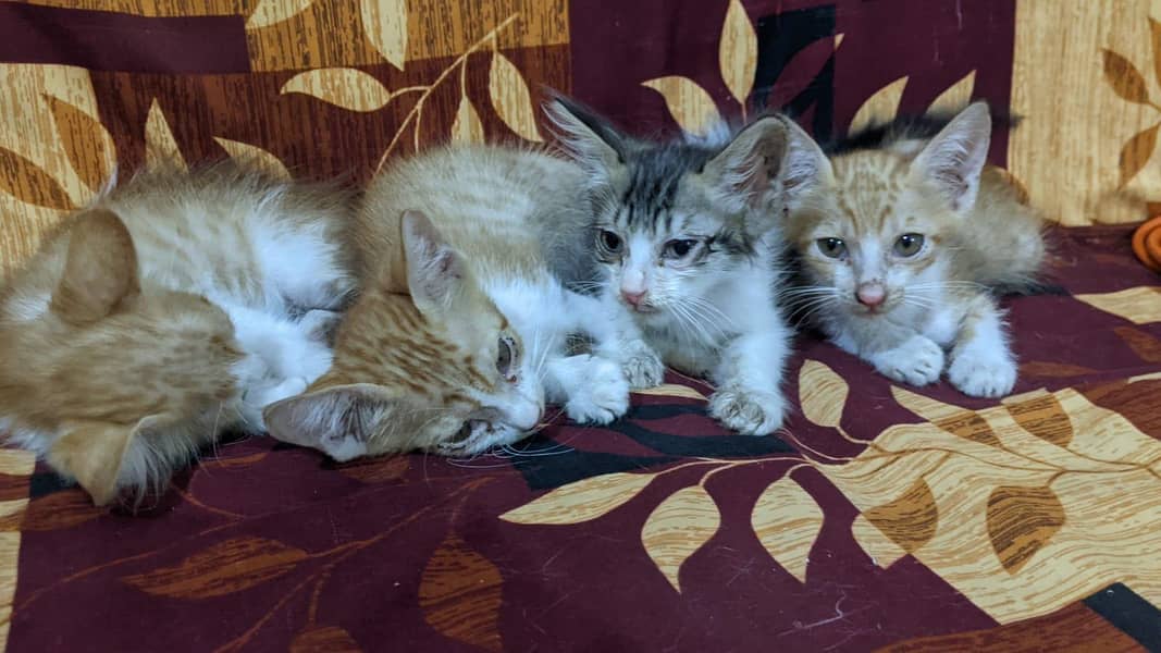 Kittens available 2