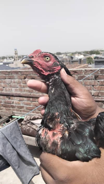 Aseel thai cross roasters for sale 1 male 3 female  BUY NOW!