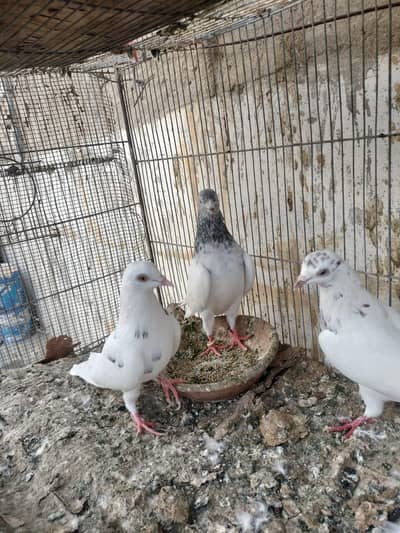 Pattti wala