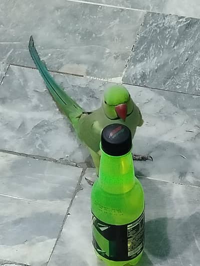 Green Ring neck Parrot Male