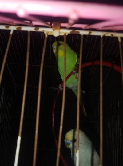 Best pair fully tamed