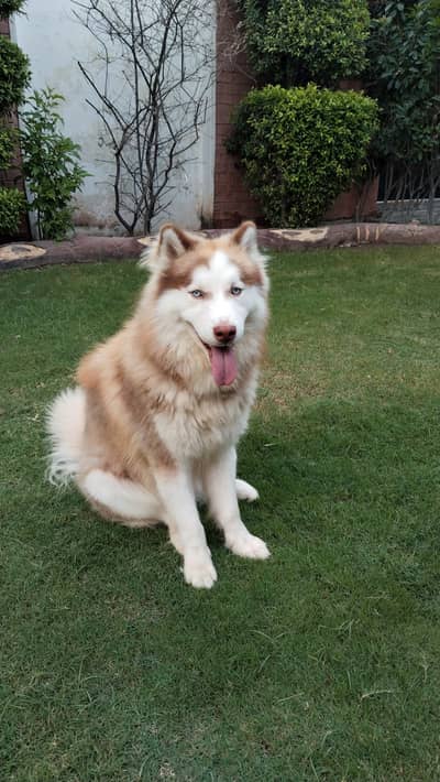 Siberian Husky, 1 year and 2 month old. heavy coat, blue eyes,