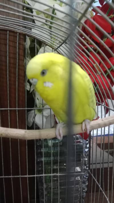 budgie  paroot