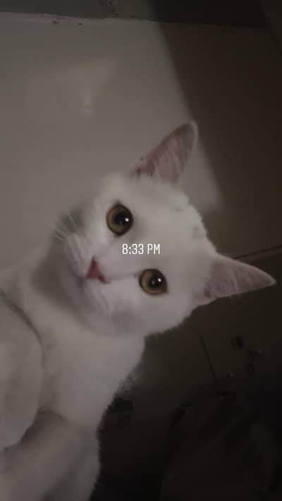 White Female Cat