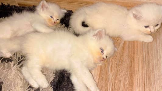 Kitten house