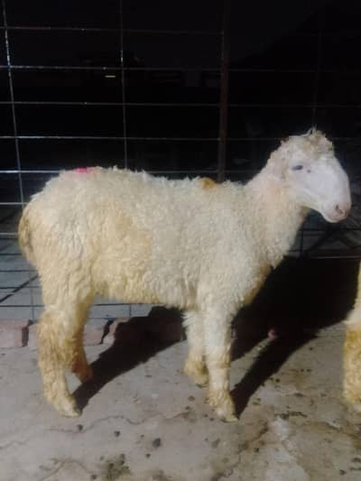 kakka  Mundra Male #03274116585