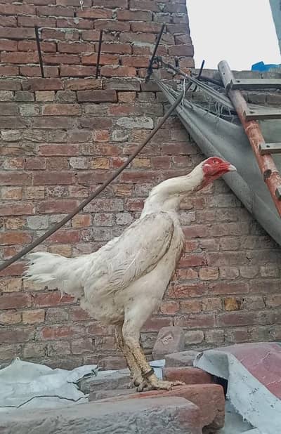 shamo female swing nack for sale