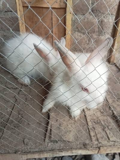 English Angora Bunnie's