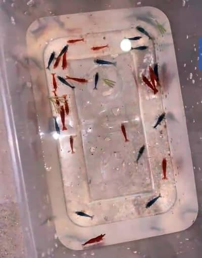 Cherry shrimps