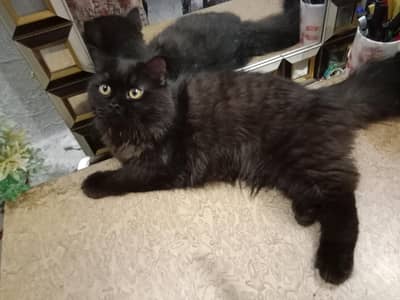 Black persian cat, Double Cort , Golden eyes