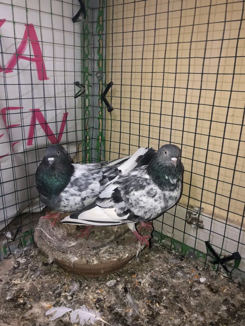 fancy and high flyer pigeons — photo 8