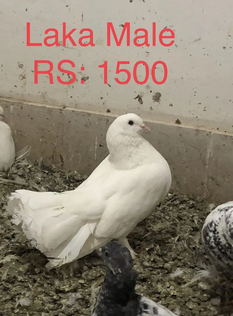 fancy and high flyer pigeons — photo 9