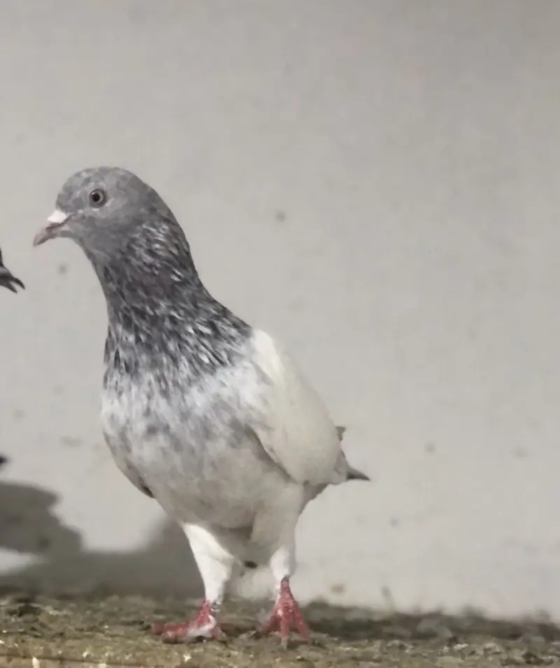 fancy and high flyer pigeons — photo 10