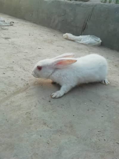 Healthy and active breeder pair of rabbits
