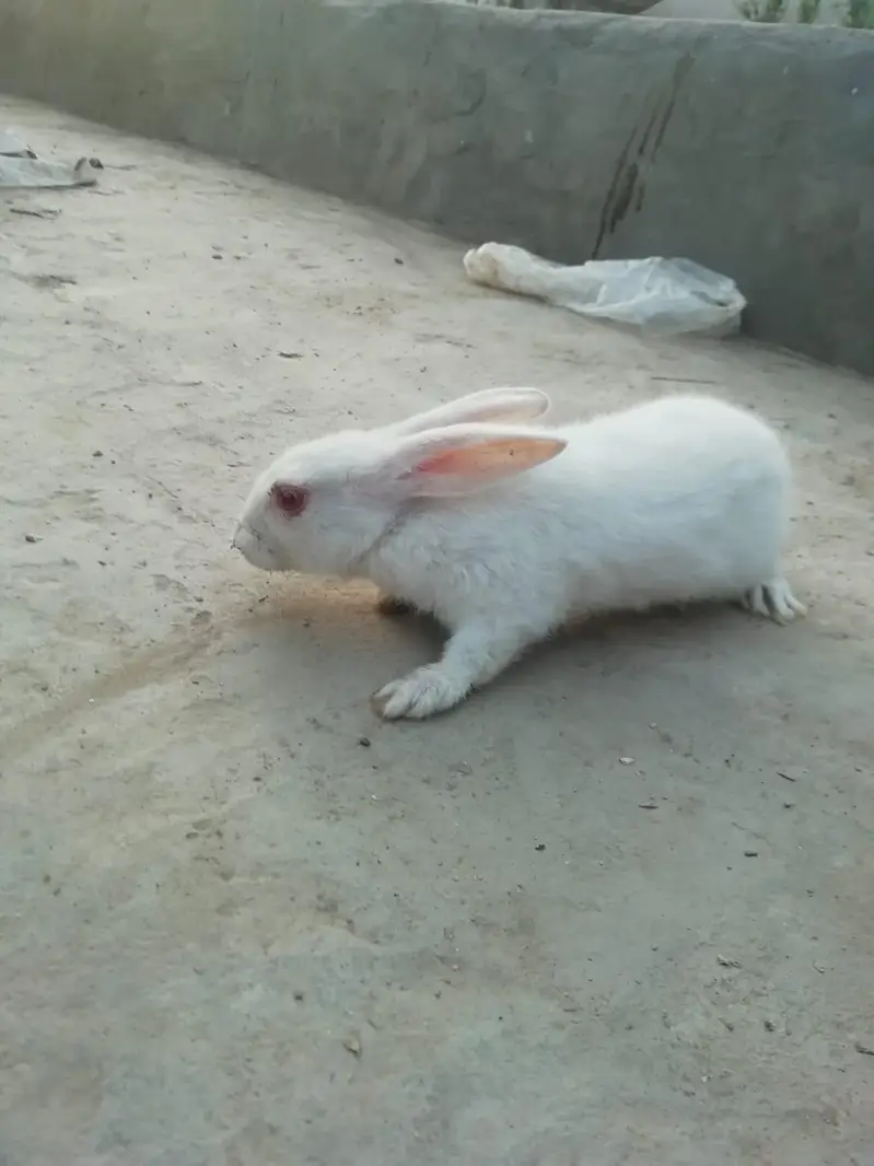 Healthy and active breeder pair of rabbits