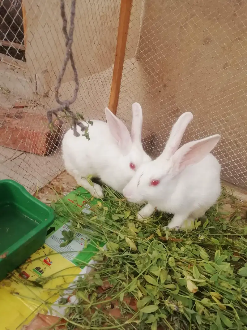 Healthy and active breeder pair of rabbits — photo 2
