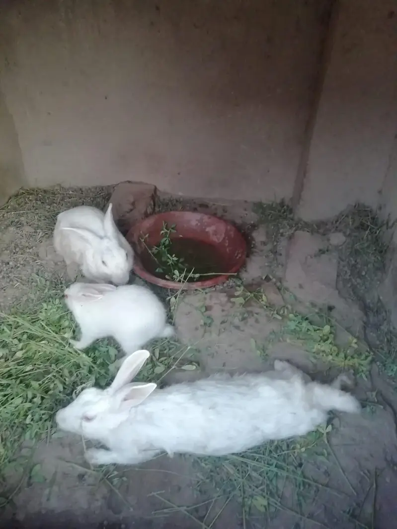 Healthy and active breeder pair of rabbits — photo 3