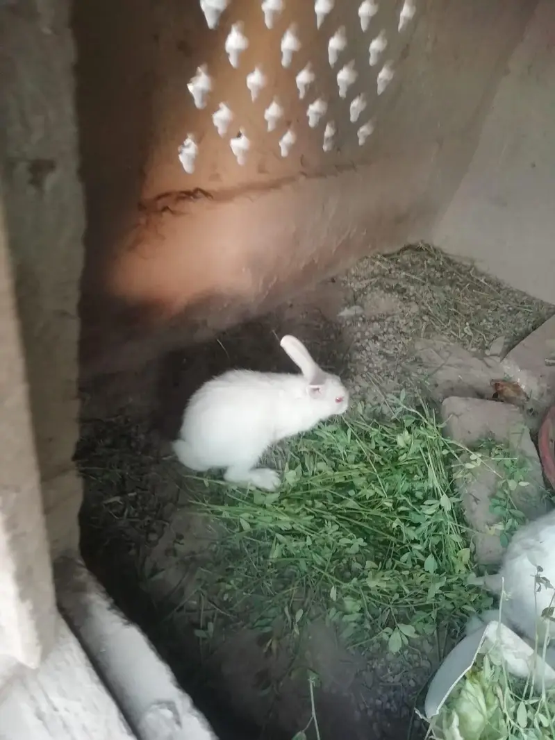 Healthy and active breeder pair of rabbits — photo 4