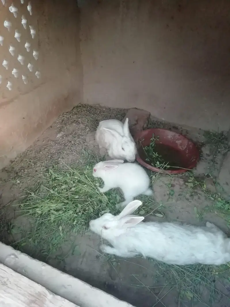 Healthy and active breeder pair of rabbits — photo 5